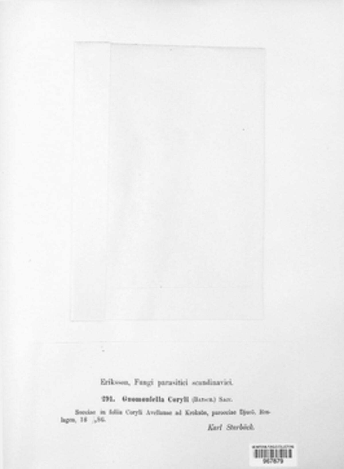 Mamianiella coryli image